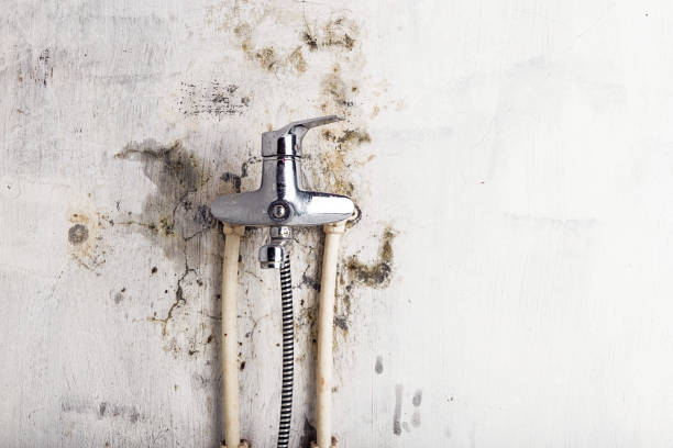 Best Mold Remediation Services  in Level Plains, AL