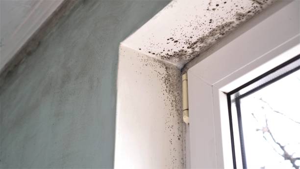 Certified Mold Removal in Level Plains, AL