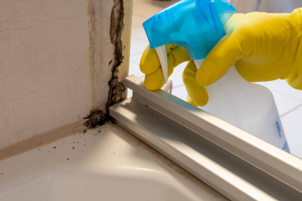 Best Local Mold Removal Service  in Level Plains, AL