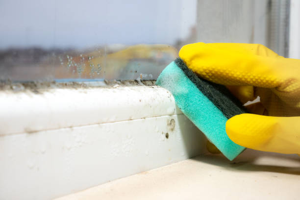 Best Mold Removal Company Near Me  in Level Plains, AL