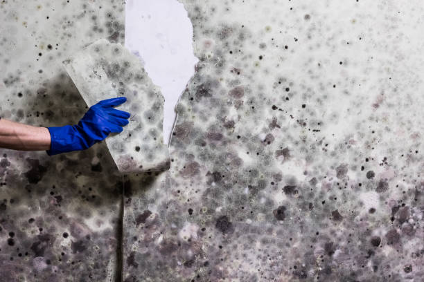 Best Mold Cleaning Services  in Level Plains, AL
